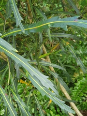 Pseudopanax crassifolius