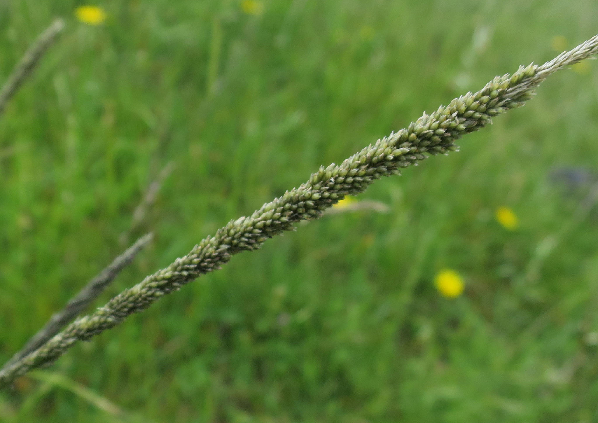 (c) Alice Shanks, certains droits réservés (CC BY-NC) https://www.inaturalist.org/observations/4792289