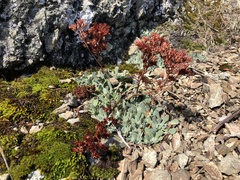 Sedum oblanceolatum