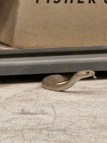 Eastern Brown Snake sighting