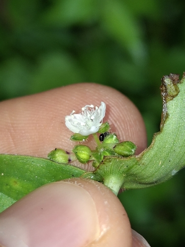 Callisia gracilis, photograph 4
