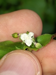 Callisia gracilis, photograph (c) Daniel Mesa, some rights reserved (CC BY)