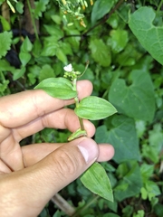 Callisia gracilis, photograph (c) Daniel Mesa, some rights reserved (CC BY)