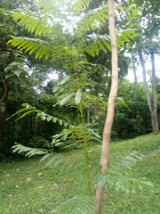 Jacaranda cuspidifolia
