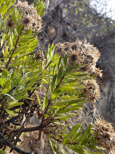 Allagopappus canariensis, photograph 6