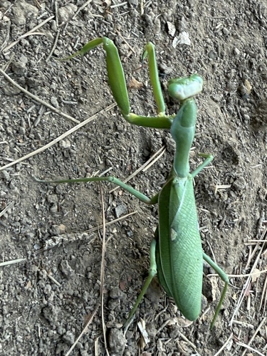 Giant African Mantis