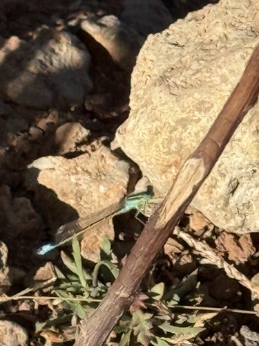 Sahara Bluetail