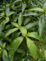 Tabernaemontana catharinensis