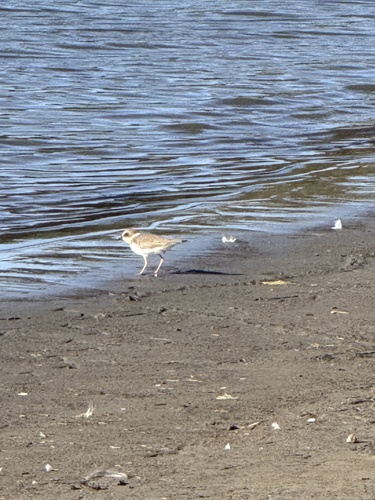 Little Ringed Plover