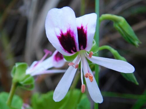 Greyton pelargonium (Pelargonium greytonense)