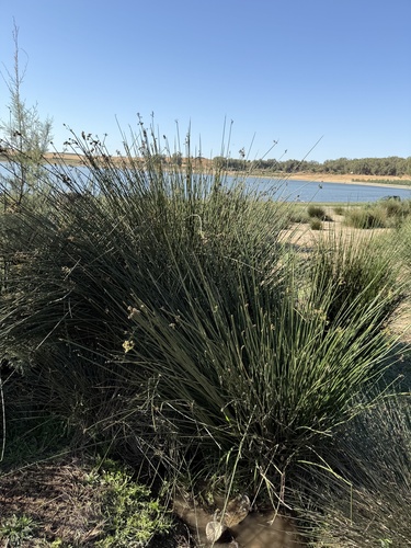 spiny rush