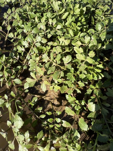 Fool's Watercress