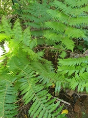 Cyathea smithii