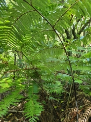 Cyathea smithii