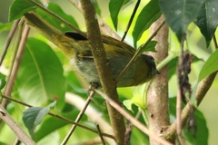 Chlorospingus semifuscus