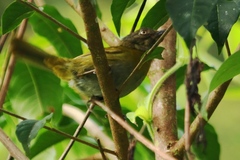 Chlorospingus semifuscus