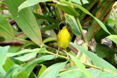 Geothlypis semiflava