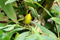 Geothlypis semiflava