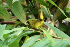 Geothlypis semiflava