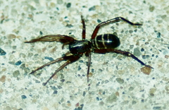 Castianeira cingulata