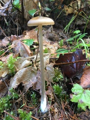 Entoloma hirtipes