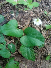 Lycianthes asarifolia