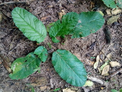 Dorstenia brasiliensis