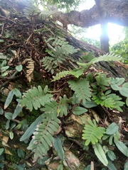 Pleopeltis polypodioides