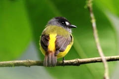 Myiotriccus ornatus
