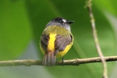 Myiotriccus ornatus