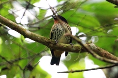 Ixothraupis rufigula