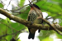 Ixothraupis rufigula