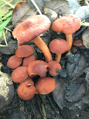 Lactarius rufulus