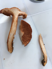 Lactarius rufulus