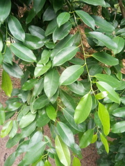 Ficus pertusa