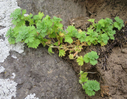 Parsley-piert (Alchemilla australis)