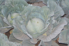 Brassica oleracea capitata