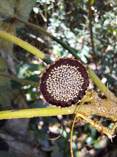 Dorstenia grazielae