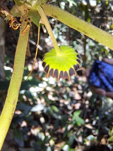 Dorstenia grazielae