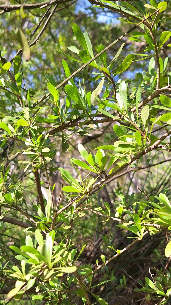 Bursaria spinosa - Inner West indigenous plant