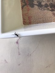 Insecta