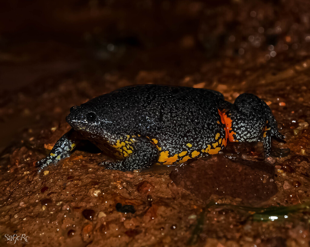 Colombian Plump Frog