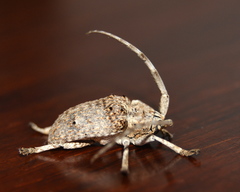 Crossotus stypticus