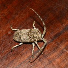 Crossotus stypticus