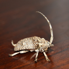 Crossotus stypticus