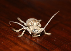 Crossotus stypticus