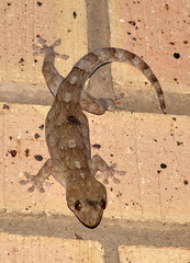 Homopholis walbergii