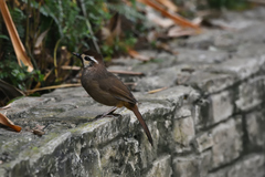 Pterorhinus sannio