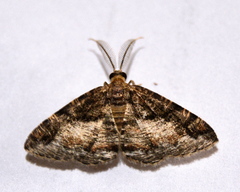 Cabera elatina