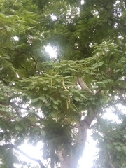 Anadenanthera colubrina cebil